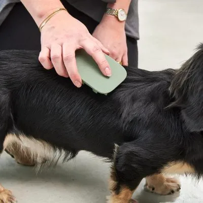 Pelo - Dog Brush - Gessato Design Store