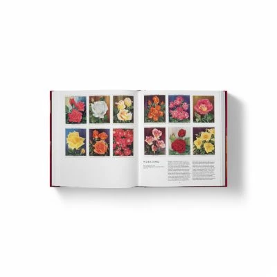 the-rose-book-6