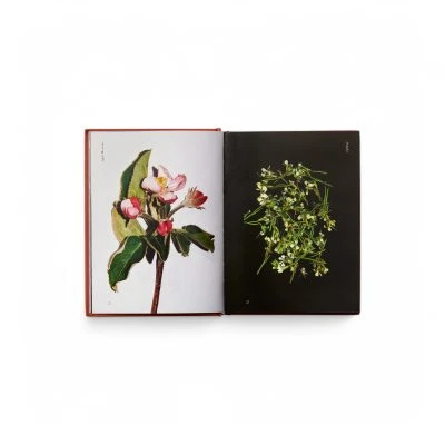 edible-flowers-book-gessato-4