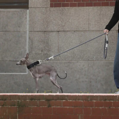 fos-leash-3