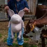 helmut-the-pig-4